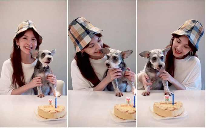 杨丞琳今日在网上为年老爱犬Yumi欢度15岁生日。