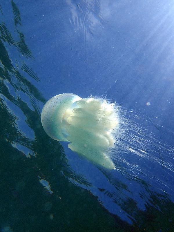 海下特别奖「共享阳光」，由何子雄在海下湾海岸公园拍摄。