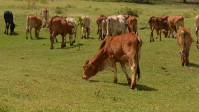 克罗地亚过去2周有107只牛死亡。示意图