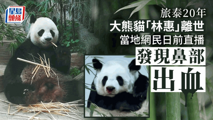 清迈动物园大熊猫「林惠」离世，日前已出现不寻常徵状。