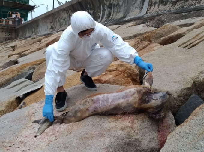擱淺的江豚屍體屬嚴重腐爛。香港海洋公園保育基金圖片