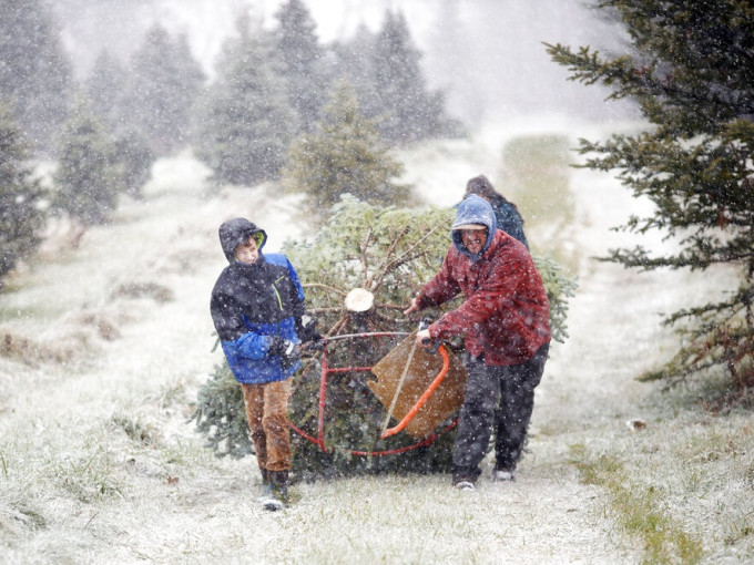 受极端天气影响，今年圣诞树价格料上升。美联社图片