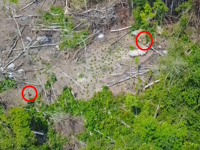 無人機拍下未與外界接觸過的亞馬遜原始部族生活情況。 影片截圖