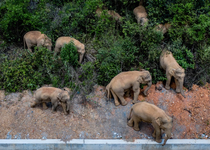 离开西双版纳国家级自然保护区的野生象群，到达玉溪市红塔区。新华社