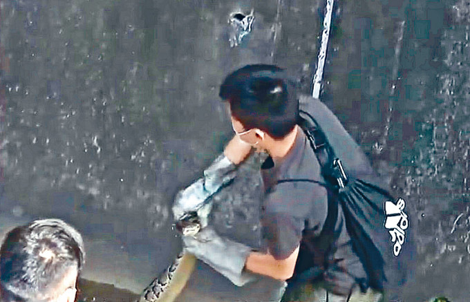■「大学生蛇王」在现场捕捉三米长缅甸蟒。