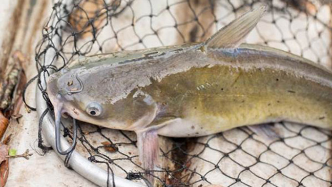 长沙湾副食品批发市场一个鲶鱼样本验出孔雀石绿。网上图片