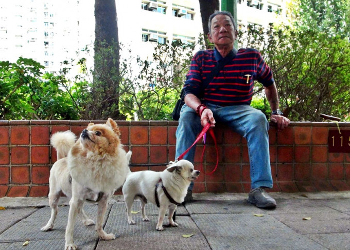 飼養松鼠狗及芝娃娃的林先生。林思明攝