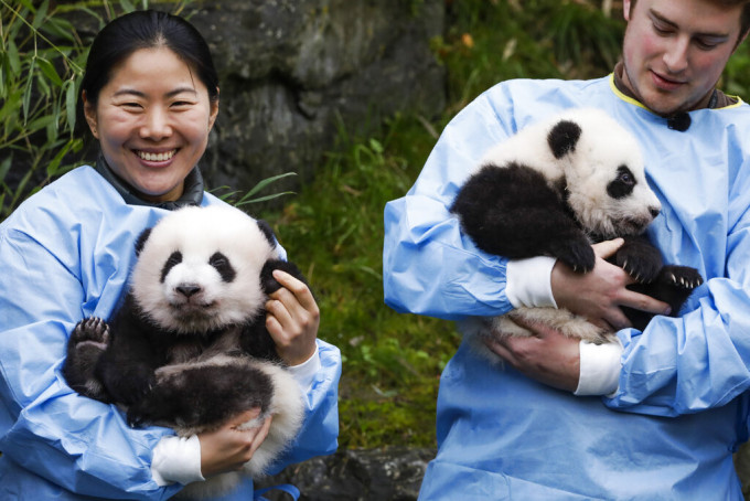 大熊貓雙胞胎「寶弟」（左）和「寶妹」（右）。AP