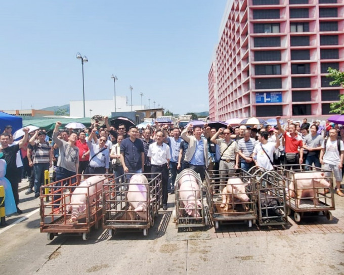 抗議人士將6隻裝在手推車的豬推出屠房戶外位置，證明豬隻非常健康外。