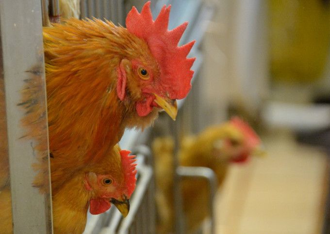 食物安全中心暂停进口扬州市江都区的食用家禽和禽产品。资料图片