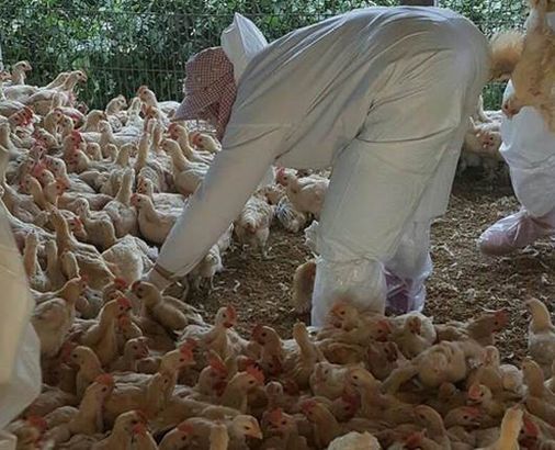 當局對有疫情的雞場進行撲殺消毒。雲林縣政府提供