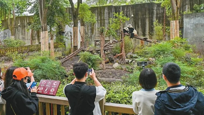 遊客在成都大熊貓繁育研究基地參觀。