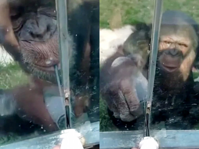 山東動物園黑猩猩自備飲管索飲料。網圖