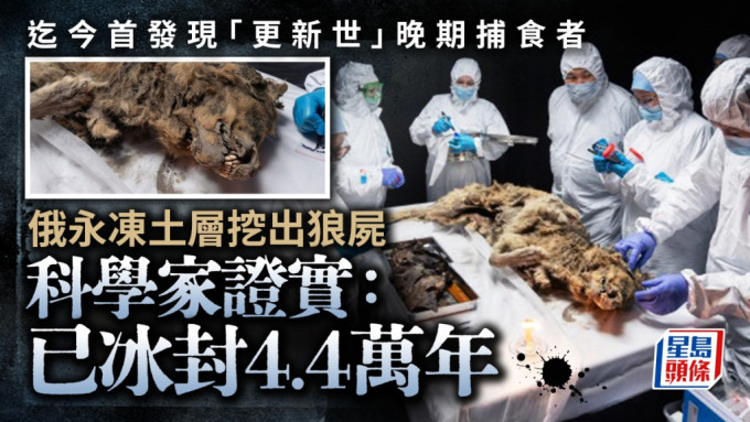 俄羅斯科學家在雅庫茨克東北聯邦大學實驗室對古狼進行屍檢。（路透社）