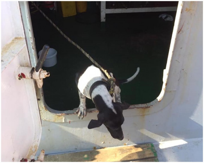渔护署对待动物政策备受争议，如日前人道毁灭一只泰国到港货船上的狗只。网图