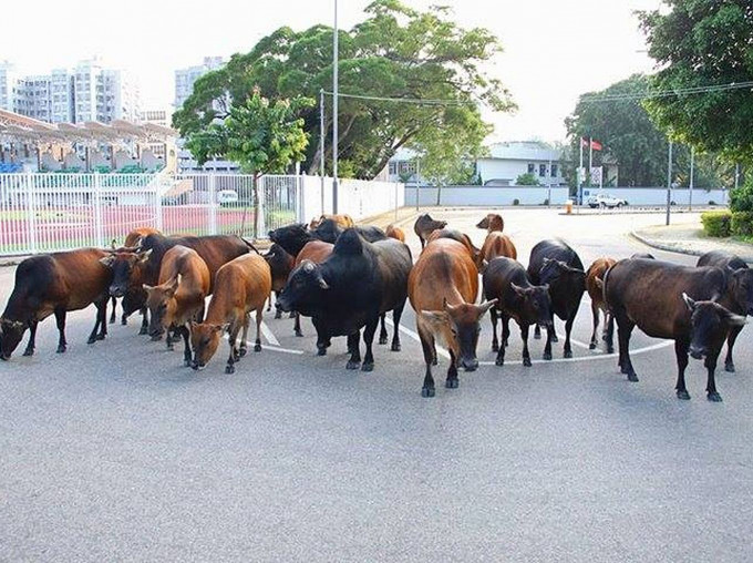 「西贡护牛天使」提醒，市民切勿喂饲野牛。「西贡护牛天使」提供图片