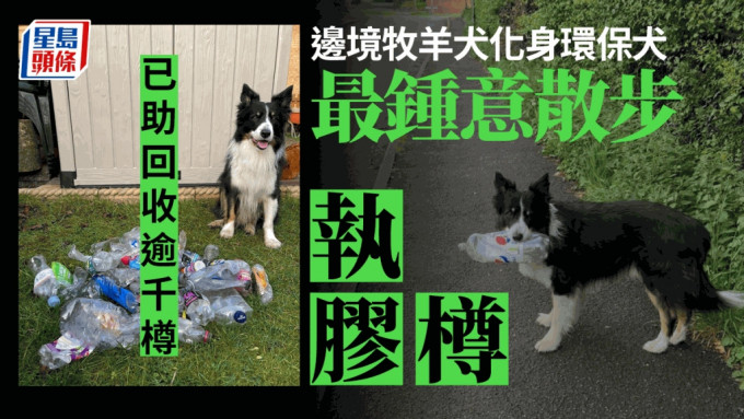 邊境牧羊犬化身環保犬撿膠樽闖出名堂，至今已回收超過1000個。