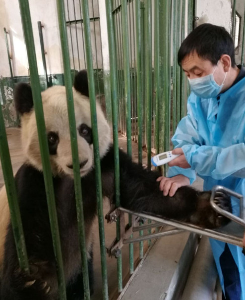 嘴邊冒出「白泡」，惹起熊貓遭虐待的質疑。