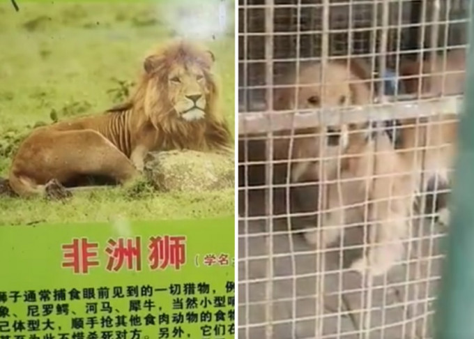 内地有动物园疑以金毛寻回犬作为取代狮子。影片截图