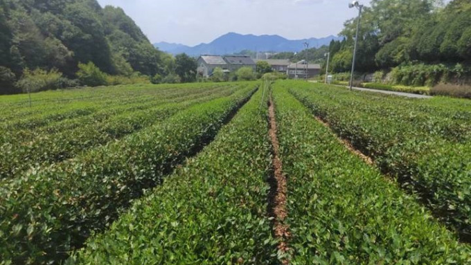 杭州市农业部门指当地约一成西湖龙井茶树被晒乾。网上图片