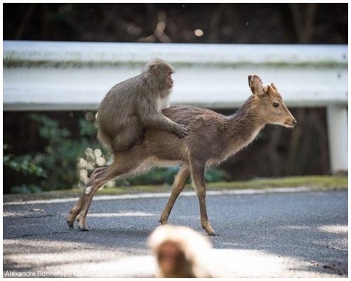 日本屋久岛一只公弥猴试图骑上母鹿背上进行交配。