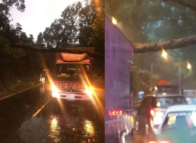 粉锦公路近荣昌茶座一棵大树塌下，压中一辆货车。左：网民毛仁胜图片/ 网民WaterMa Ma图片