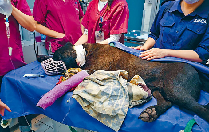 ■愛協獸醫為拉布拉多犬搶救，惜失血過多不治。