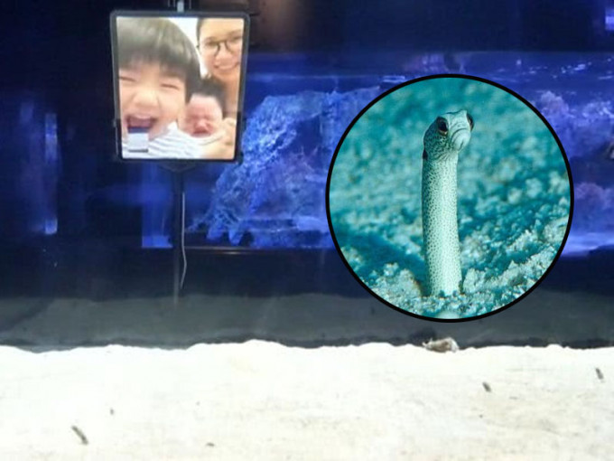 日本园鳗因疫情感「忧郁」，水族馆号召人们与其视像互动。(网图)