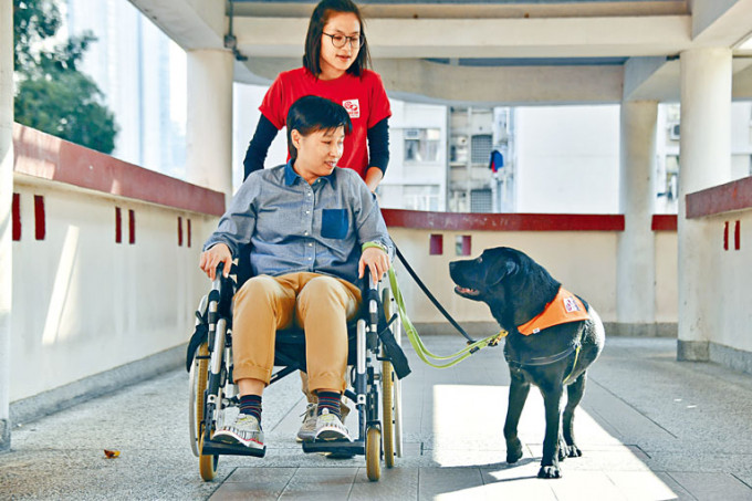 ■導盲犬協會首次引入輔助治療犬，為服務對象提供訓練。