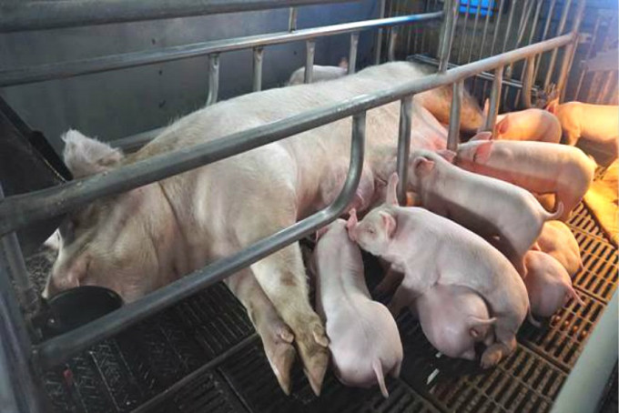 台灣針對非洲豬瘟疫區旅客檢疫。網上圖片