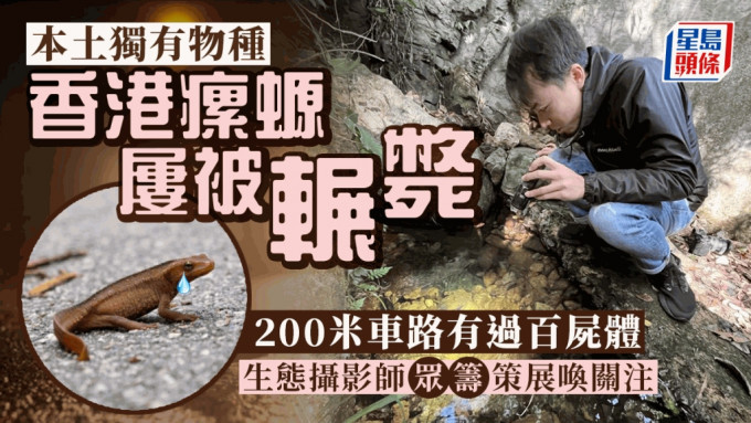 生态摄影师冯汉城希望公众及当局关注香港瘰螈「被路杀」的情况。
