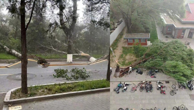 北京多处树木倒伏连根拔起，网传清华大学古树拦腰折断。