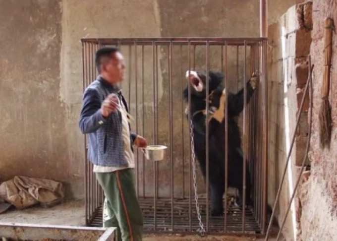 雲南村民誤將黑熊當狗養3年。網上圖片