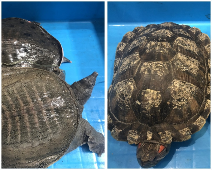 其中檢獲的水魚(左)及巴西龜(右)。 海關提供