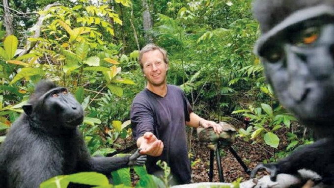 野生動物攝影家David Slater在印尼布置自動相機設備，拍攝極度瀕臨絕種的獼猴照片。網上圖片