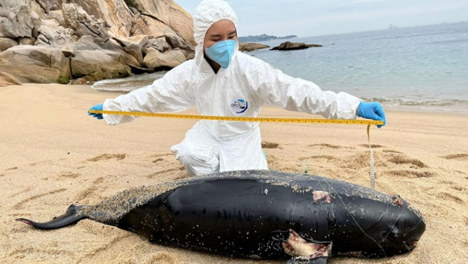 大屿山澄碧邨海边发现江豚尸体。海洋公园保育基金图片