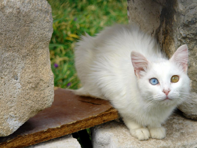 萬恩貓被視為土耳其國寶。（網上圖片）