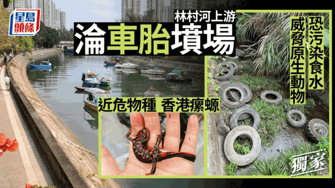 大埔林村河上游惨变车胎坟场 恐污染食水 威胁近危物种香港瘰螈。
