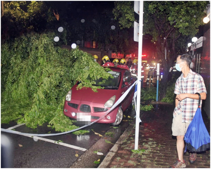 塌下的樹幹壓中私家車。