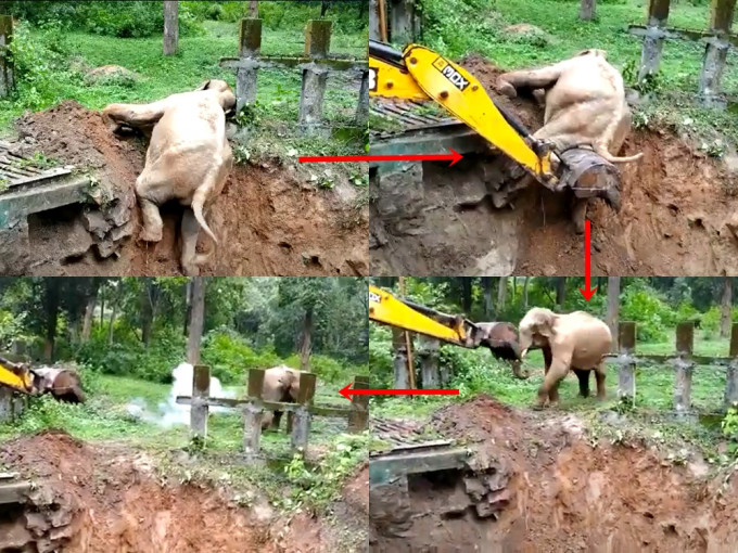 日前印度有只大象被发现跌入沟渠，挖土机帮助它回到地面，大象向挖土机「碰鼻」道谢。影片截图
