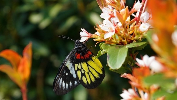綠色力量指報喜斑粉蝶近期「大爆發」  數量達以往兩倍。綠色力量提供