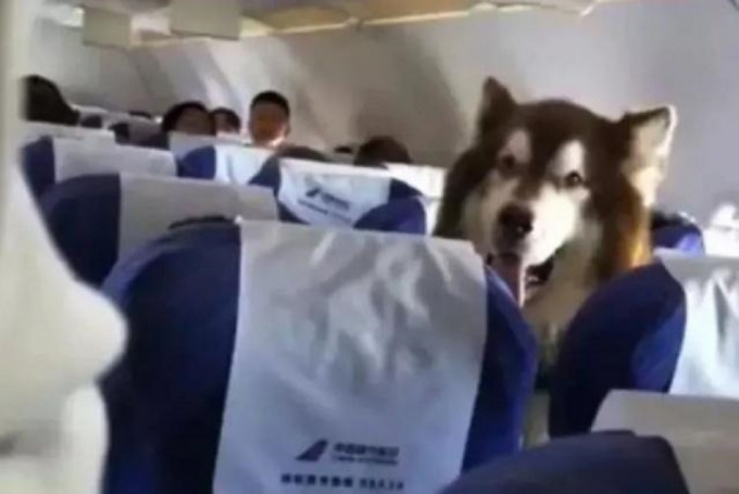 南方航空客機經濟艙坐了隻阿拉斯加犬 。網上圖片