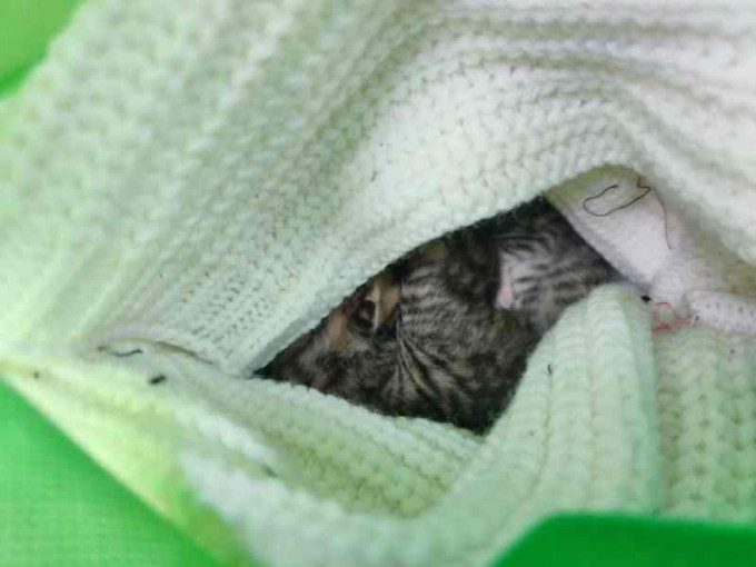 3只幼猫被颈巾包裹保暖。梁国峰摄