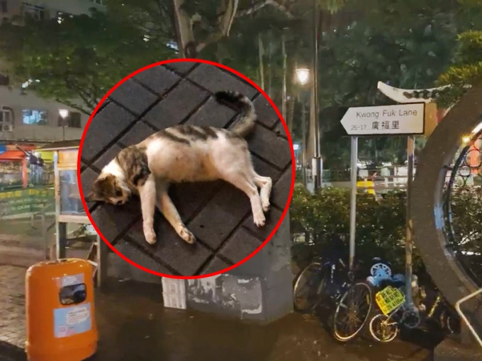 大埔有猫只疑高处堕下惨死，警方将案件列残酷虐待动物处理。网民Bonnie Wong Ching Kiu图片