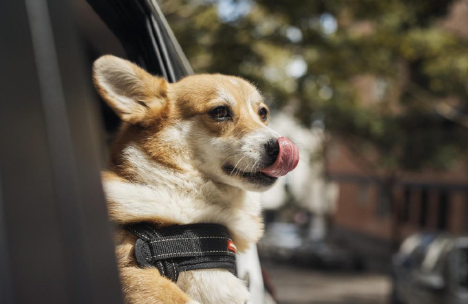 Uber在港推出接载宠物乘车服务。 UBER图