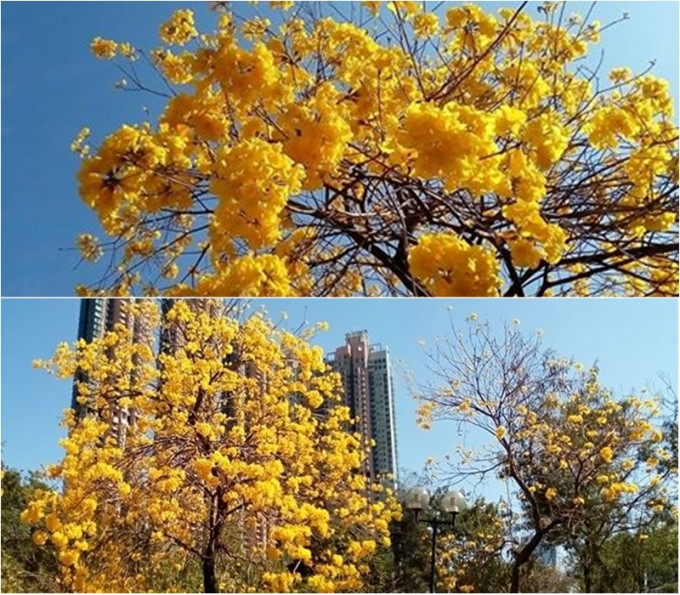 南昌公园黄花风铃木在蓝天下鲜艳夺目。读者Kwok Shun Nok Harry提供