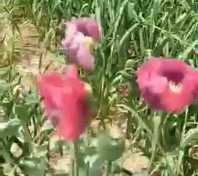 河南政府被爆菜园种植53株罂粟。网上图片
