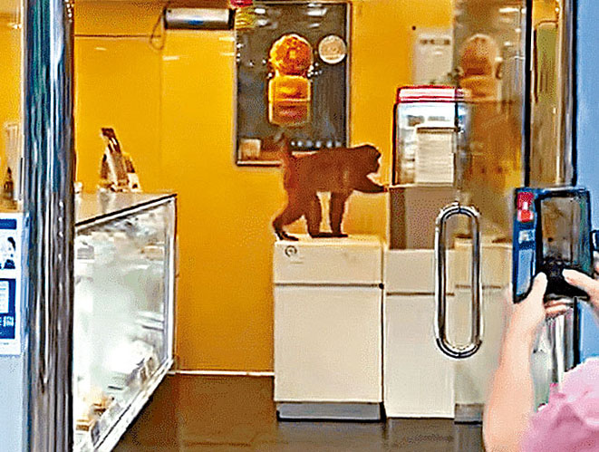 猴子闖入餅店後，起先坐在陳列櫃上與女店員對望，嚇走店員後便在店內挑揀食物。