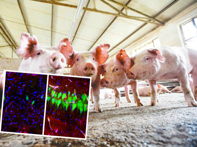 科學家在實驗中將死了近4小時的豬腦細胞局部「激活」。 AP及資料圖片