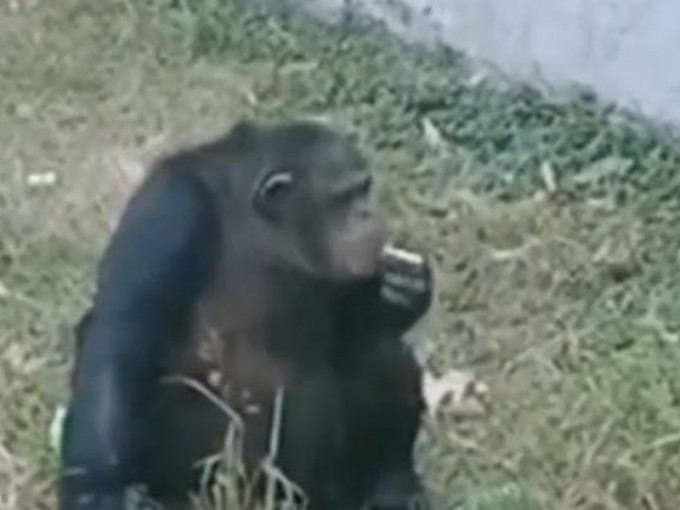 安徽省合肥市野生动物园发现一只黑猩猩竟然在吸烟。 网图